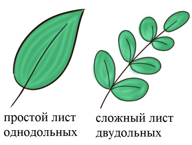 жизненная форма однодольных покрытосеменных растений чаще всего