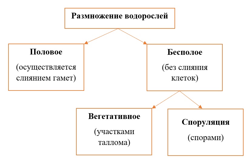 гамета у водорослей что такое. Смотреть фото гамета у водорослей что такое. Смотреть картинку гамета у водорослей что такое. Картинка про гамета у водорослей что такое. Фото гамета у водорослей что такое