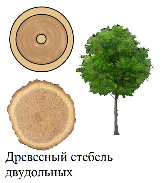 жизненная форма однодольных покрытосеменных растений чаще всего