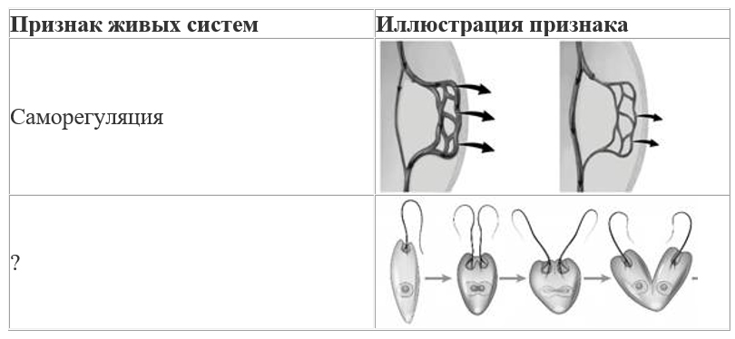 Вариант по биологии. Линия 1. Задания ФИПИ. Вариант 1 2026. Задание №5