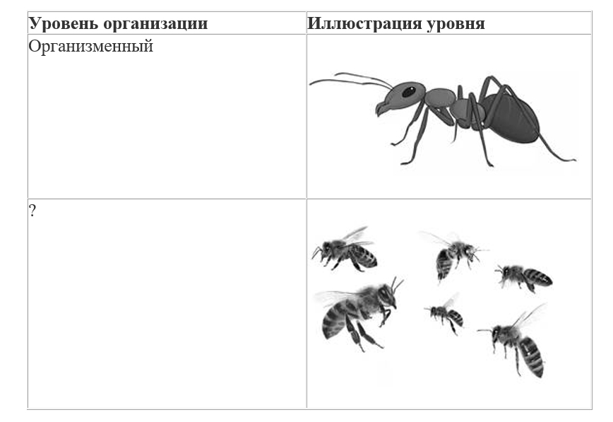Вариант по биологии. Линия 1. Задания ФИПИ. Вариант 2 2026. Задание №10