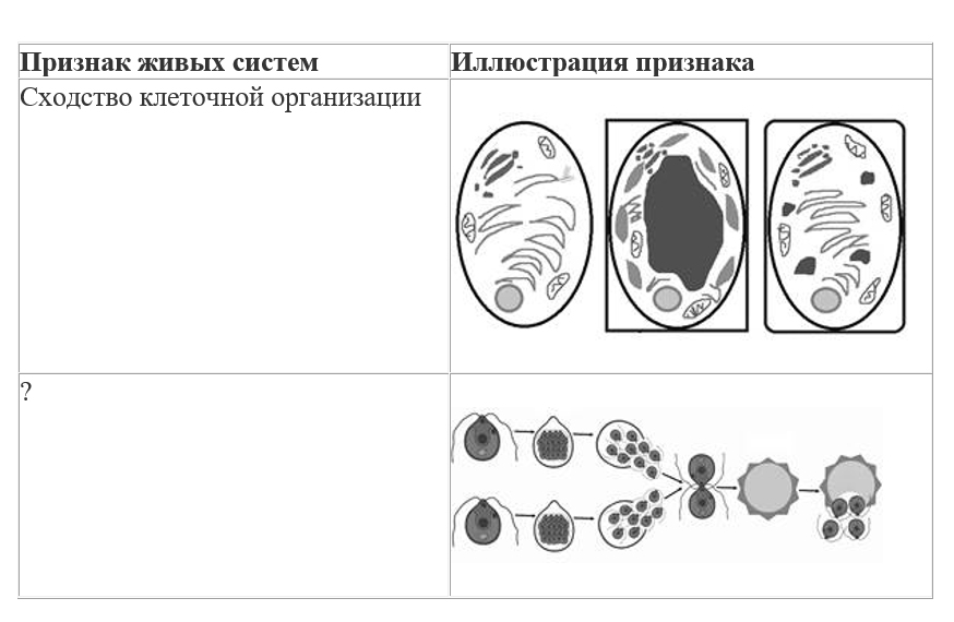 Вариант по биологии. Линия 1. Задания ФИПИ. Вариант 3 2026. Задание №1