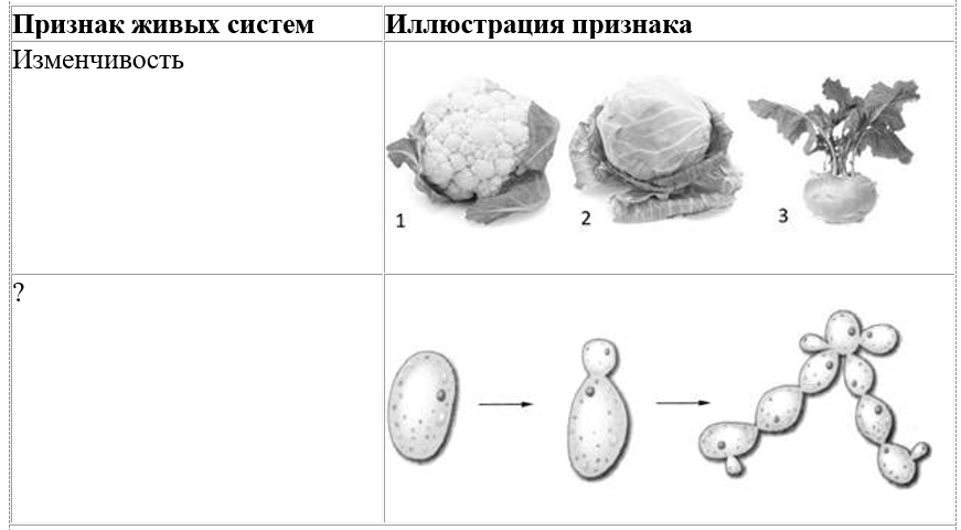 Вариант по биологии. Линия 1. Задания ФИПИ. Вариант 3 2026. Задание №6