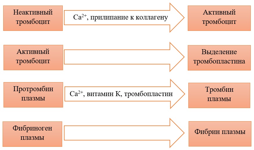 Свёртывание крови Свёртывание крови