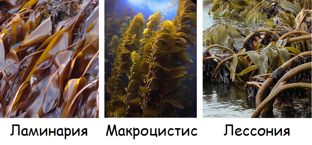 Макроцистис водоросли фото