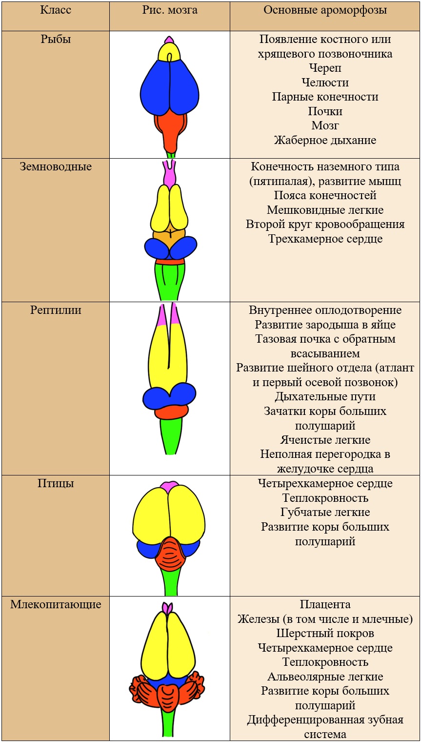 сравнение ароморфозов хордовых животных, схемы строения мозга.