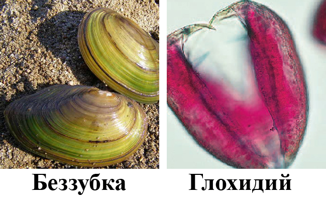 Развитие беззубки Развитие беззубки