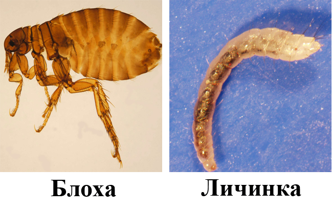 Личинка блохи Личинка блохи