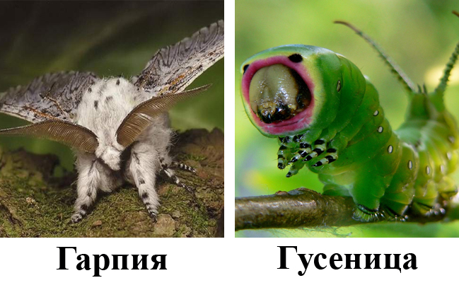 Бабочка гарпия большая и её гусеница Бабочка гарпия большая и её гусеница