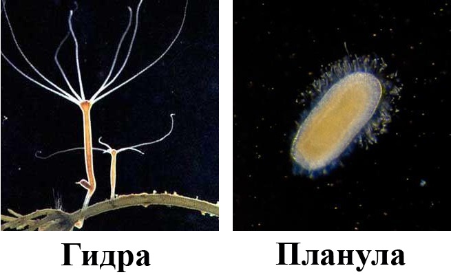 Развитие гидры Развитие гидры