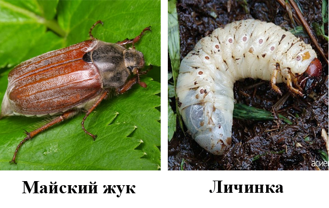Личинка майского жука Личинка майского жука