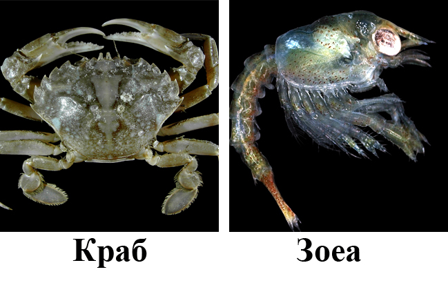 Развитие краба Развитие краба
