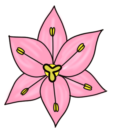 Цветок лилейных