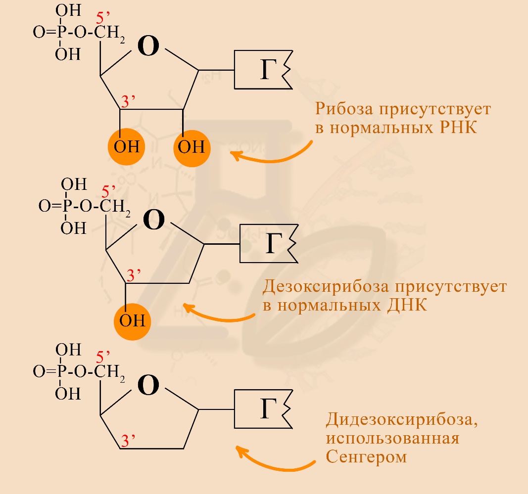 Рибонуклеотид, дезоксирибонуклеотид и дидезоксирибонуклеотид