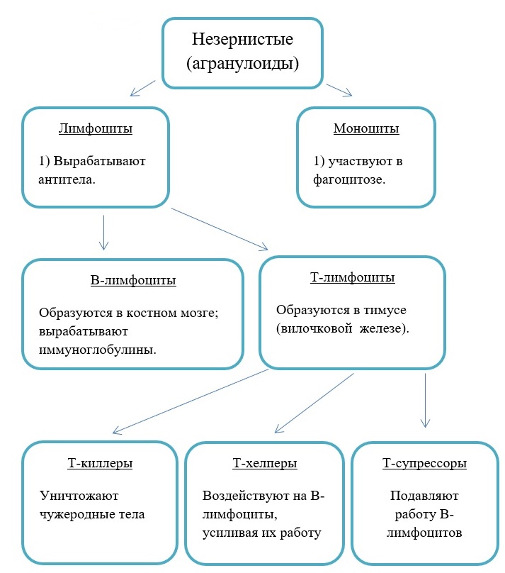 Незернистые лейкоциты (Агранулоциты) Незернистые лейкоциты (Агранулоциты)