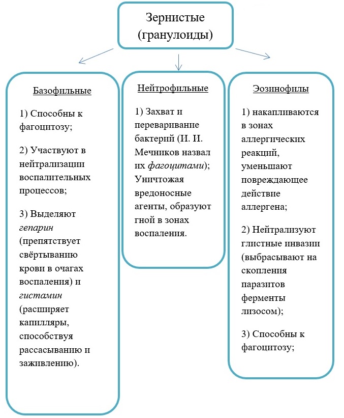 Зернистые лейкоциты (гранулоциты) Зернистые лейкоциты (гранулоциты)