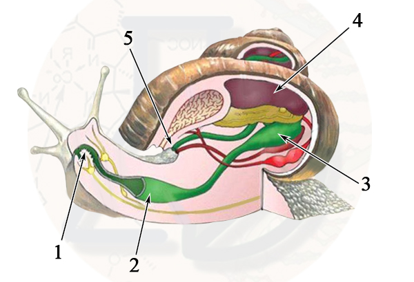 Расположение органов в теле моллюска