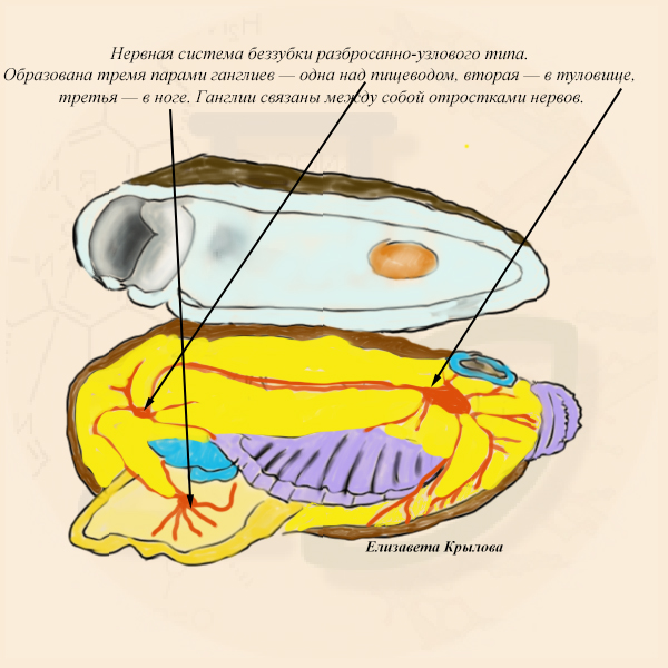 Строение нервной системы двустворчатых моллюсков
