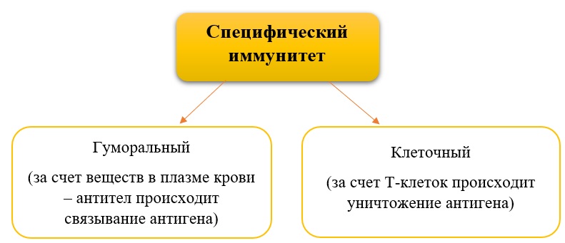 Виды специфический иммунитет Виды специфический иммунитет