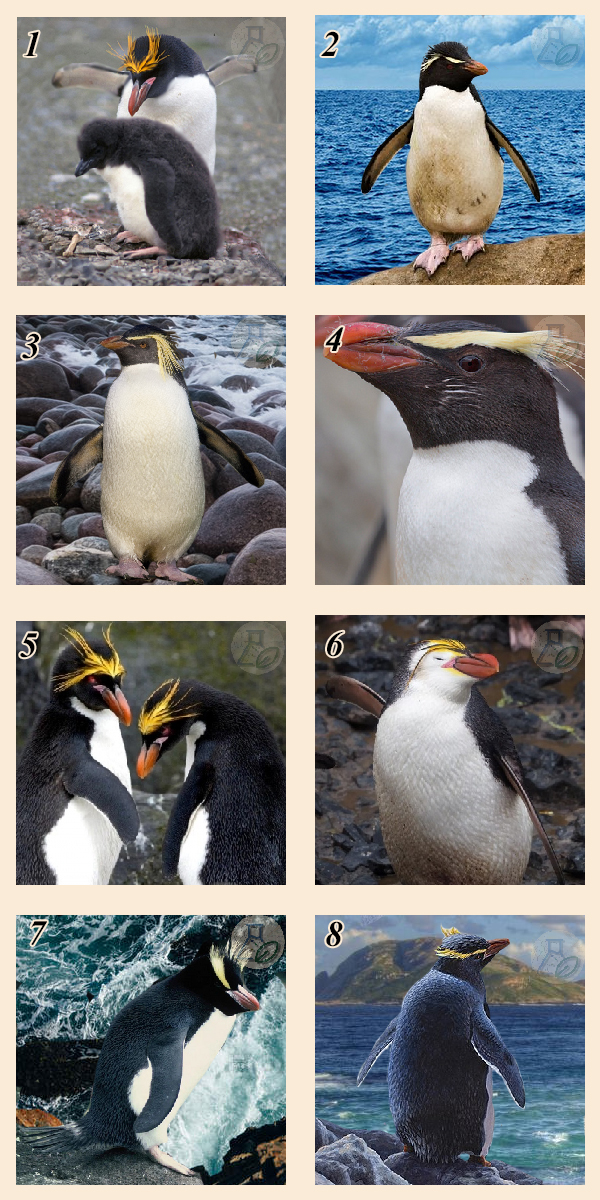 Род хохлатые пингвины