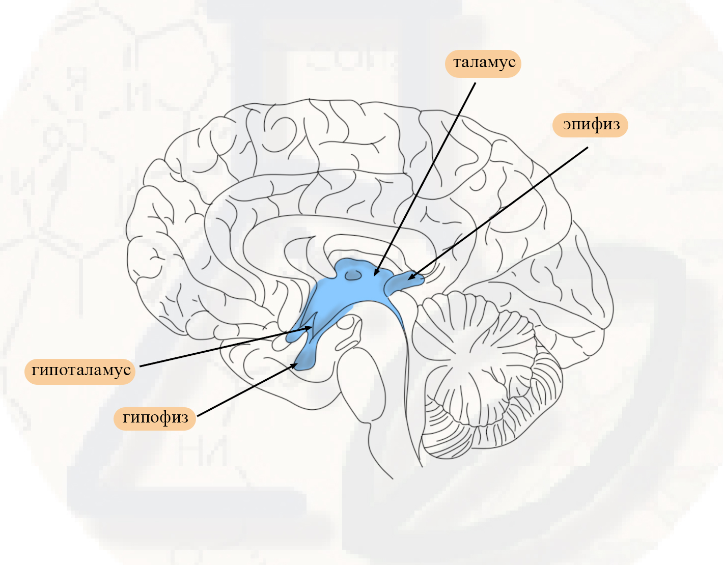Функции промежуточного мозга