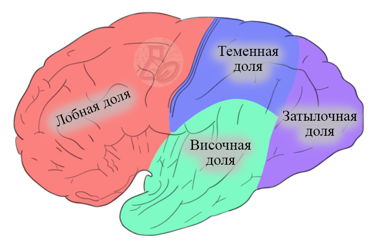 Зоны мозга