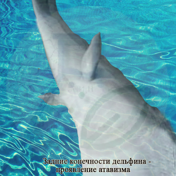Атавизм у дельфинов, китов – появление задних конечностей