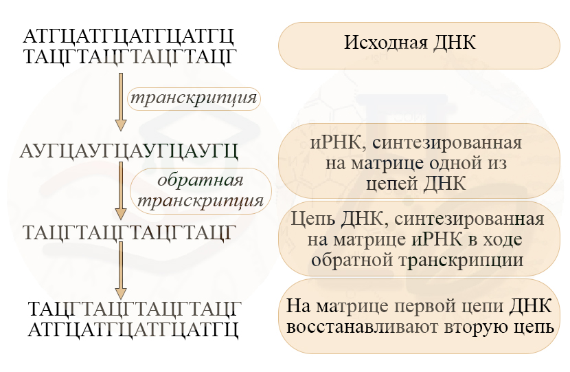Транскрипция обратная и прямая Обратная транскриптаза